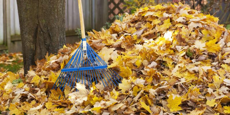 Rake and autumn leaves