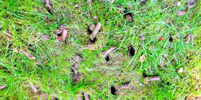 Why Fall Aeration Is Important Lawn Tech