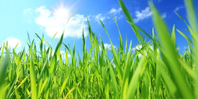 grass and sky