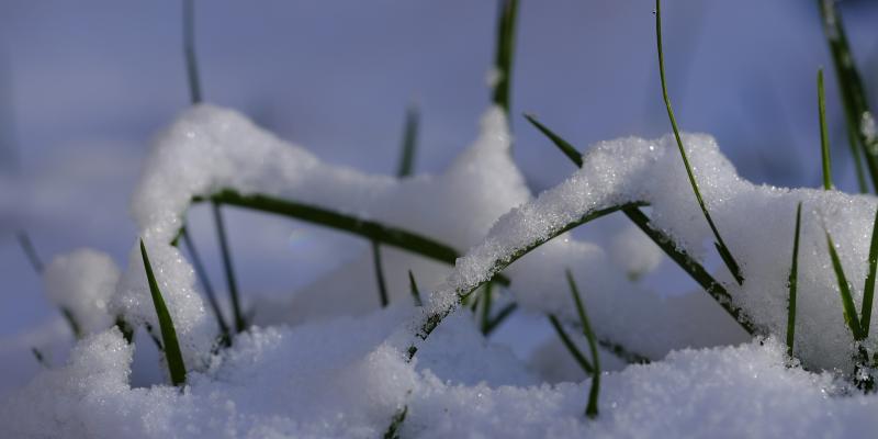 Grass covered in snow