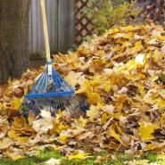 Rake and autumn leaves