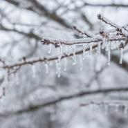 ice sickles on branches