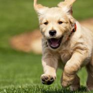 Happy puppy running through yard