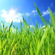 grass and sky