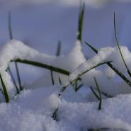 Grass covered in snow