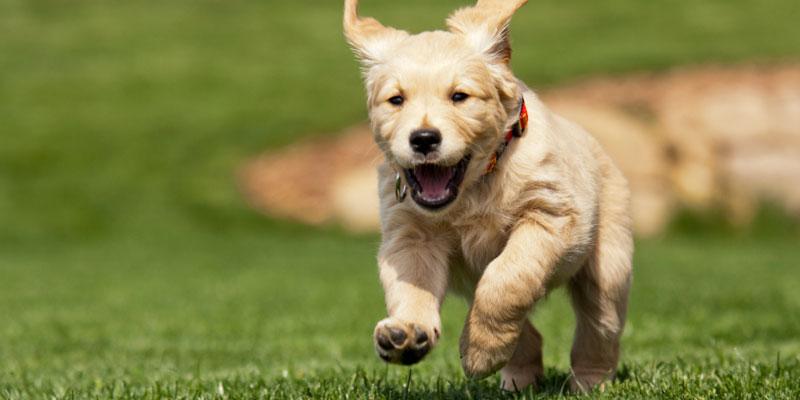 Tick Flea Control In Nj 100 Guarantee Lawn Tech