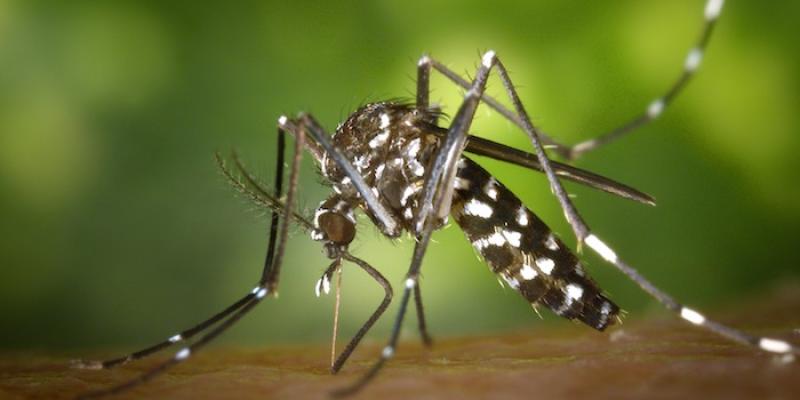 Tiger Mosquito